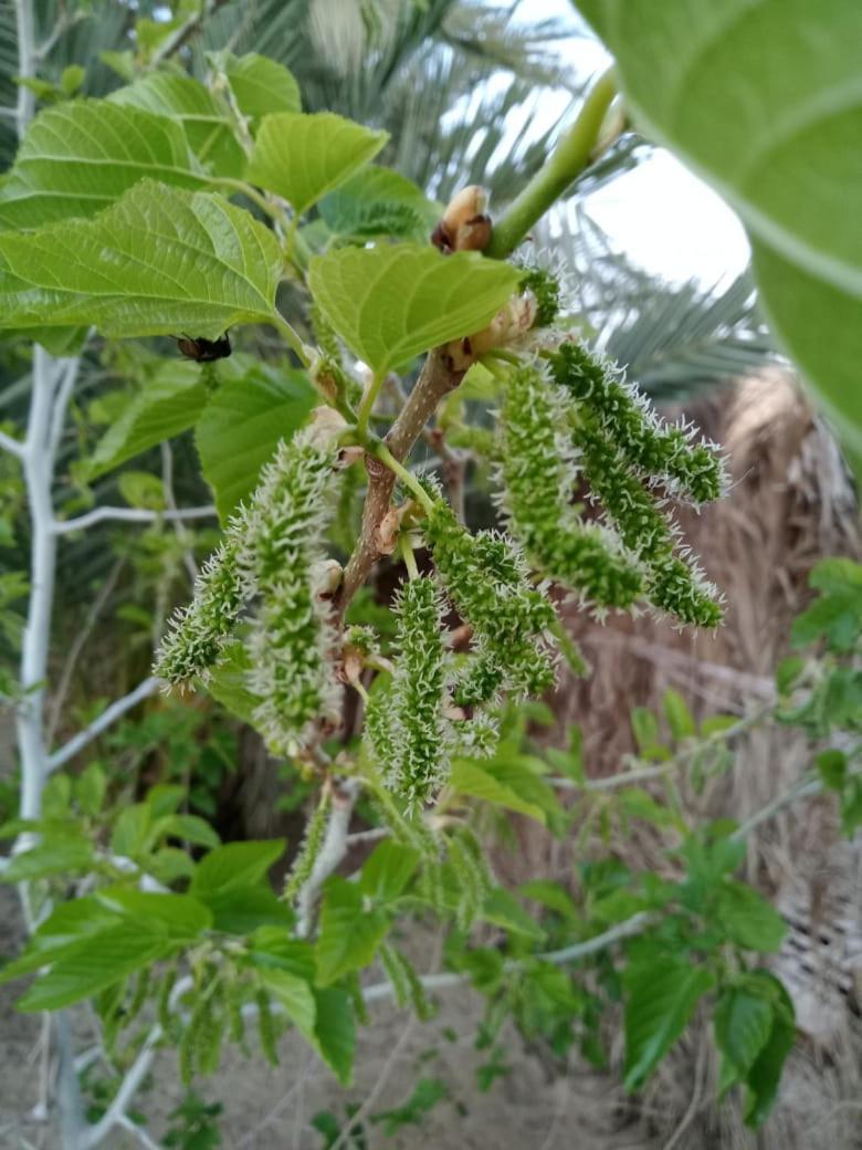 Wafla Villa Siwa Oasis ภายนอก รูปภาพ