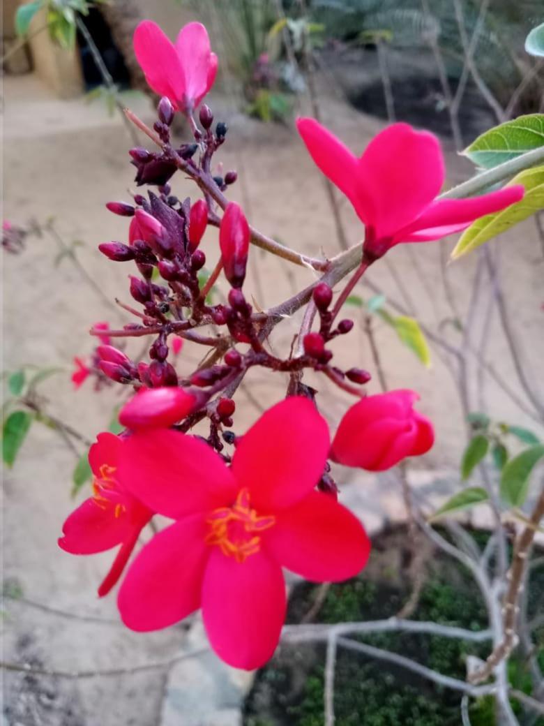 Wafla Villa Siwa Oasis ภายนอก รูปภาพ