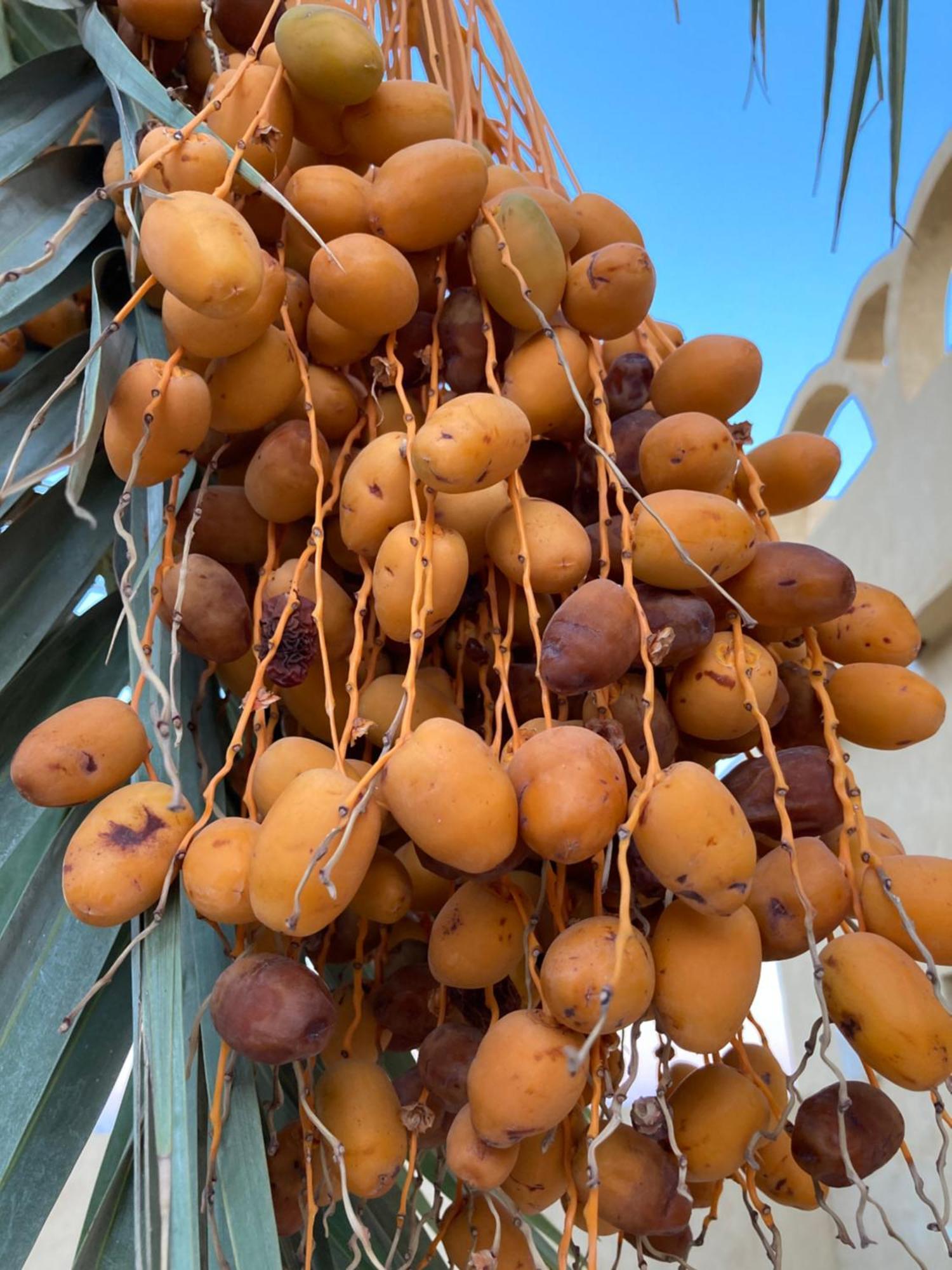 Wafla Villa Siwa Oasis ภายนอก รูปภาพ