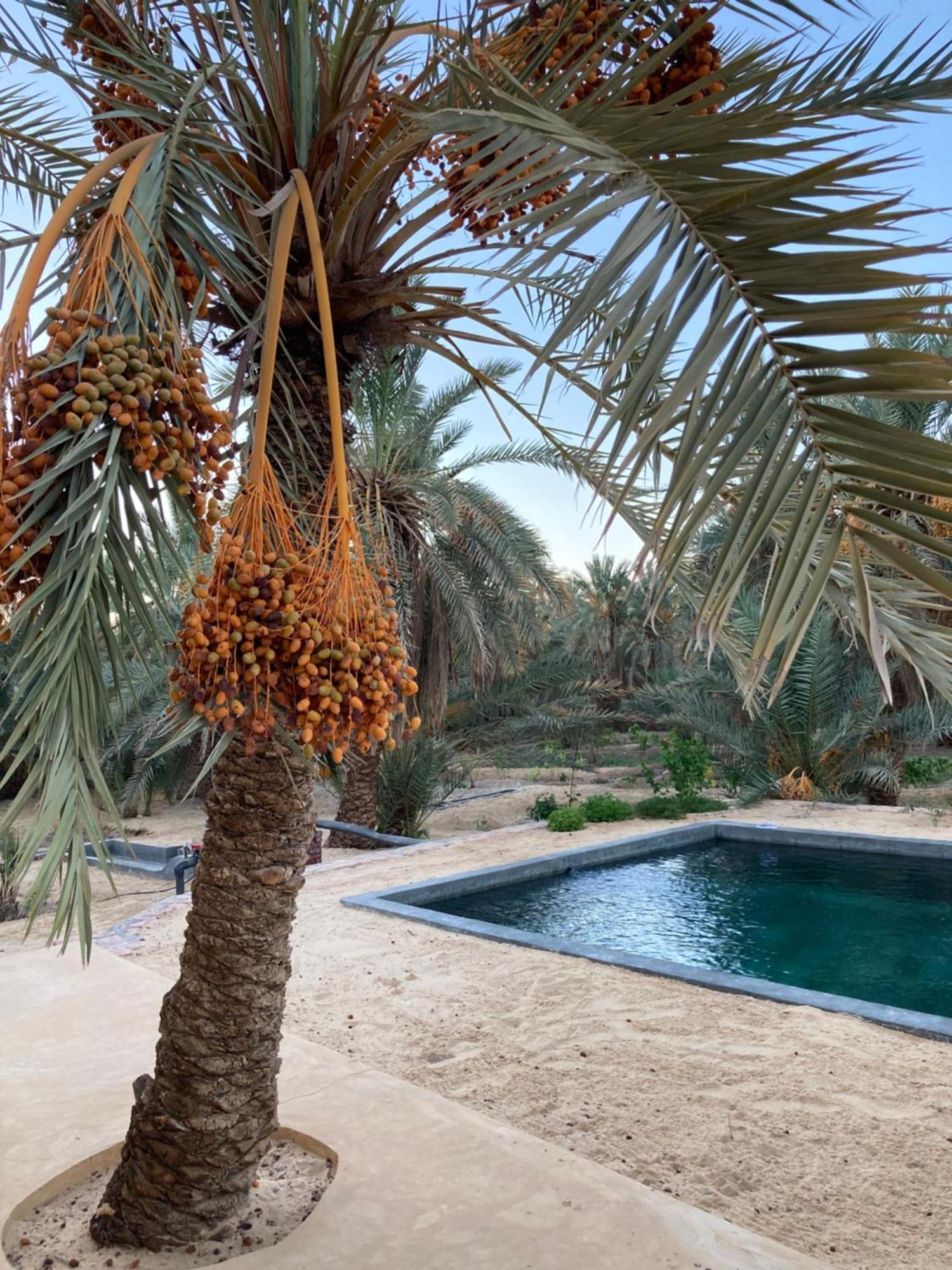 Wafla Villa Siwa Oasis ภายนอก รูปภาพ